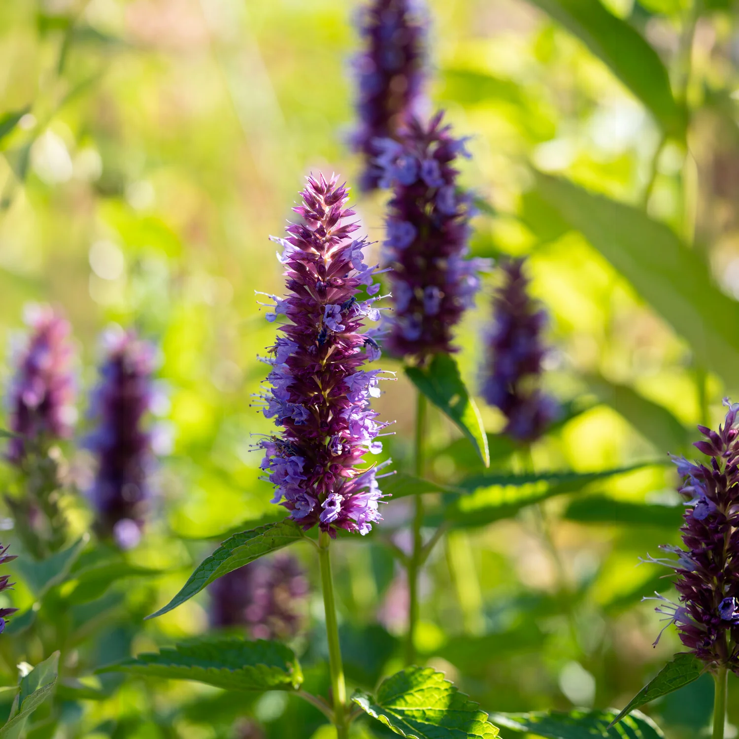 Agastache Beelicious Purple - Image 3