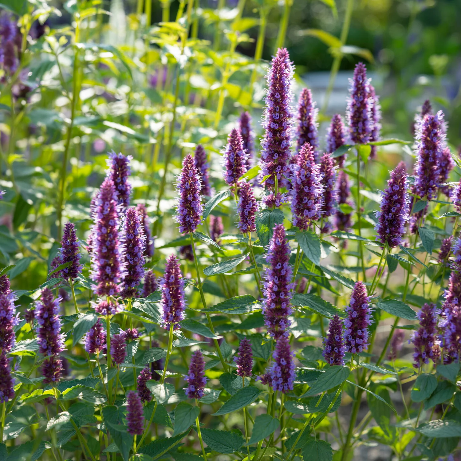 Agastache Beelicious Purple - Image 5