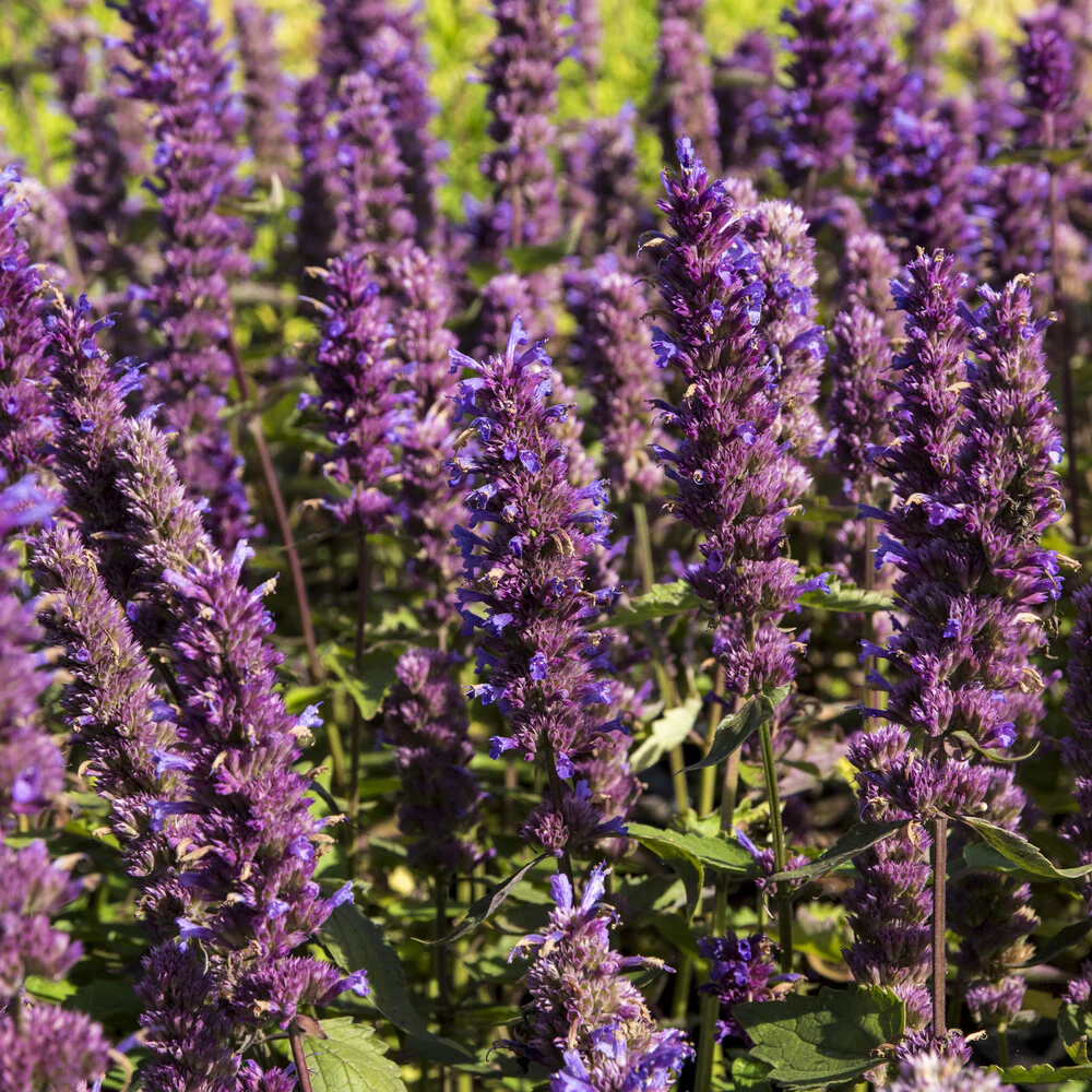 Agastache Blue Boa - Image 4