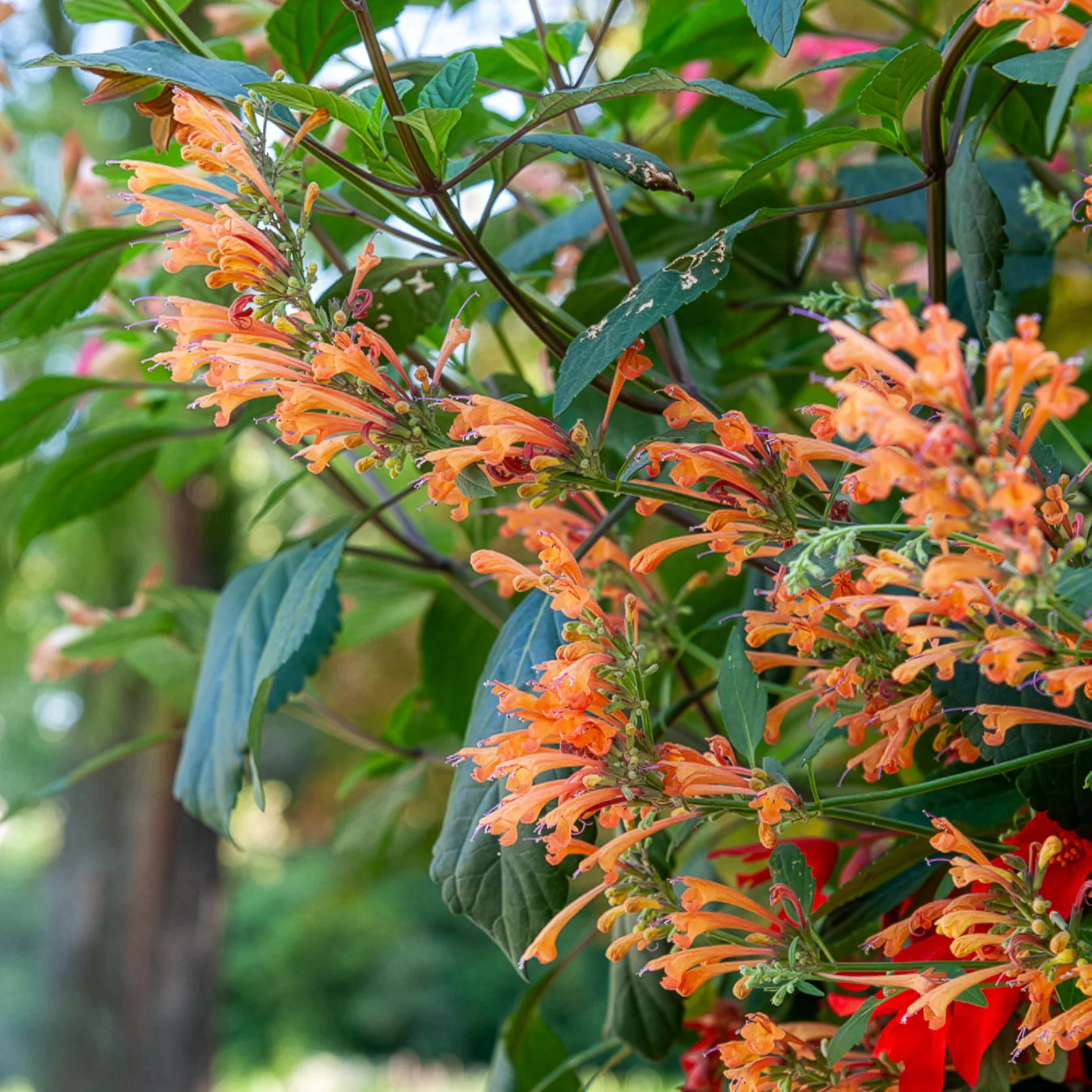 Agastache Kudos Mandarin - Image 3
