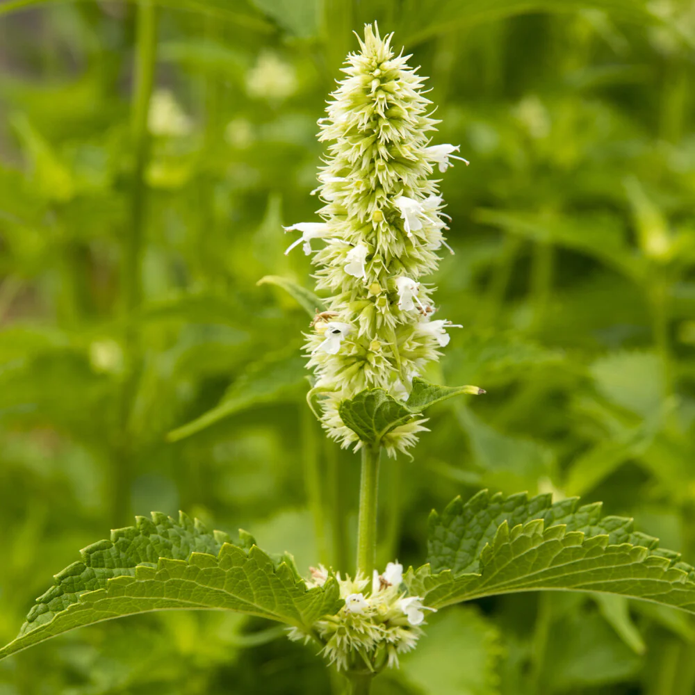 Agastache rugosa AlabAster - Image 3