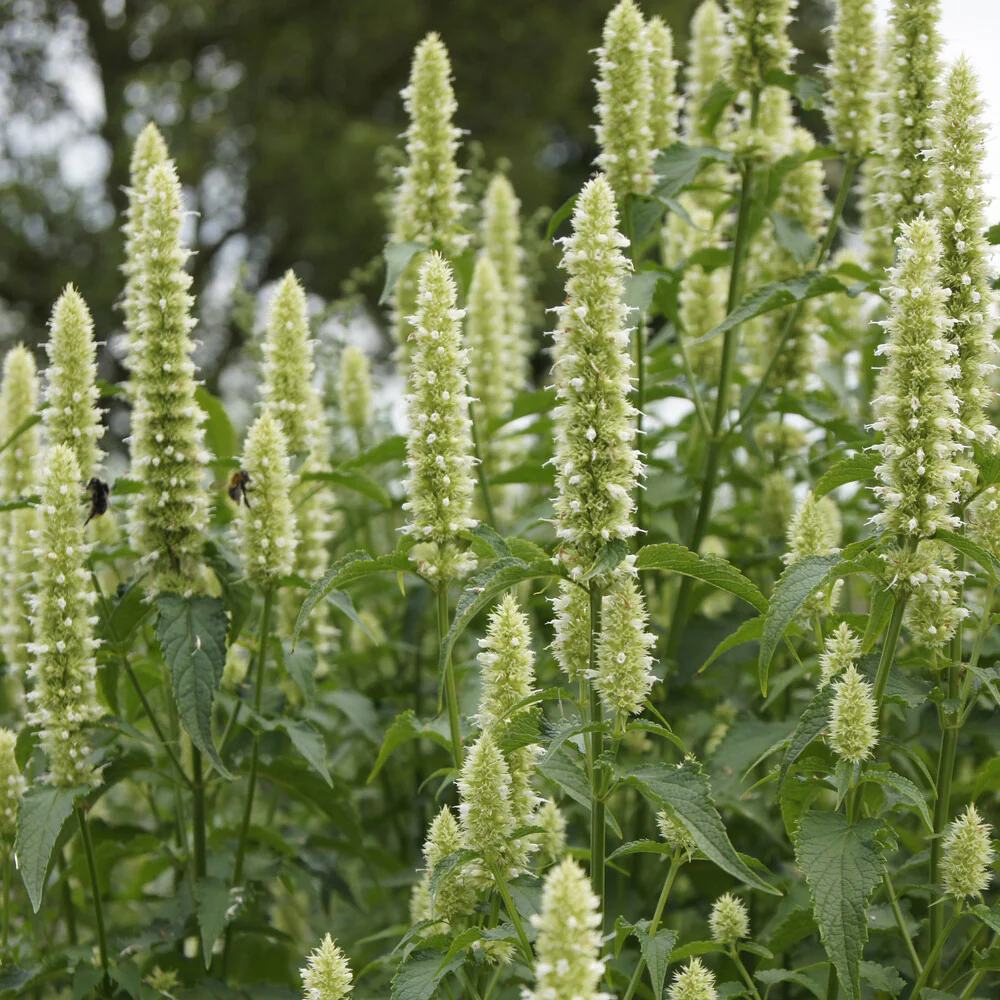 Agastache rugosa AlabAster - Image 4