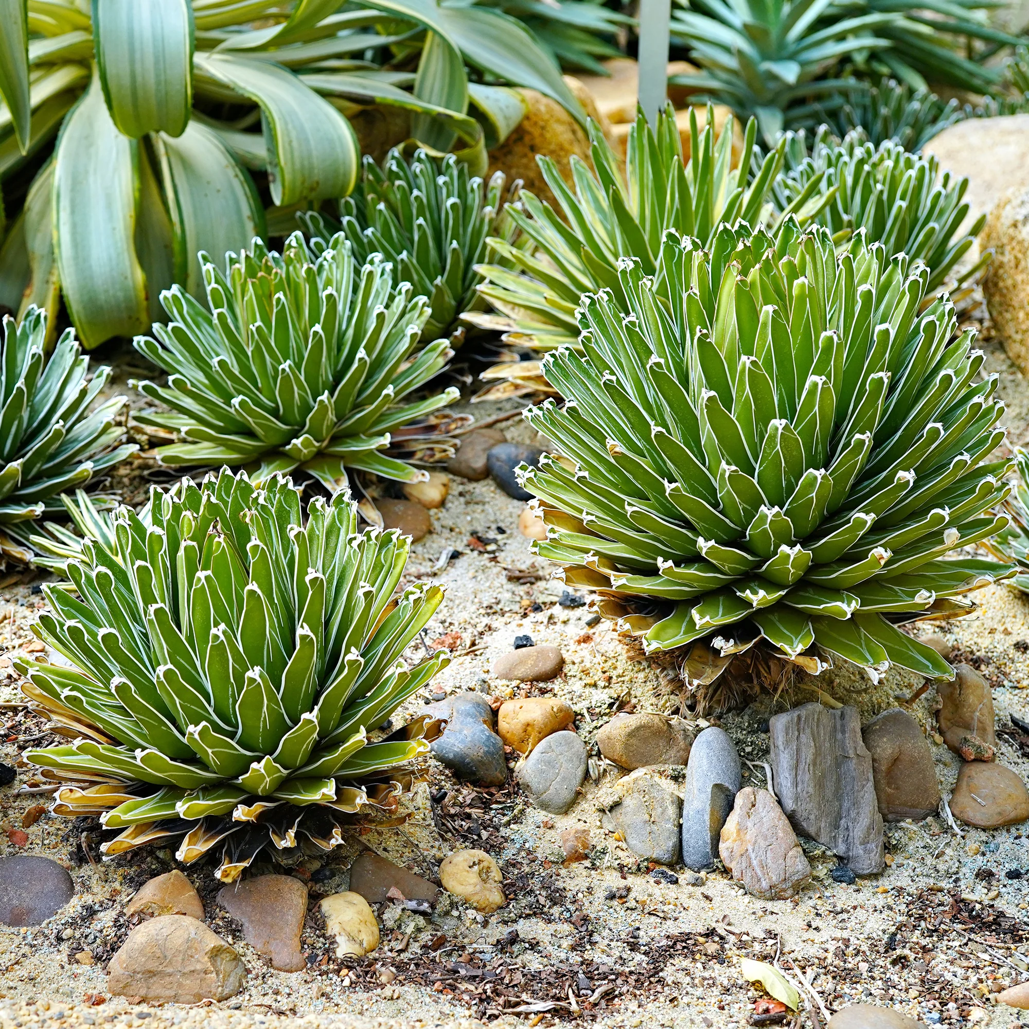 Agave de la Reine Victoria - Image 3