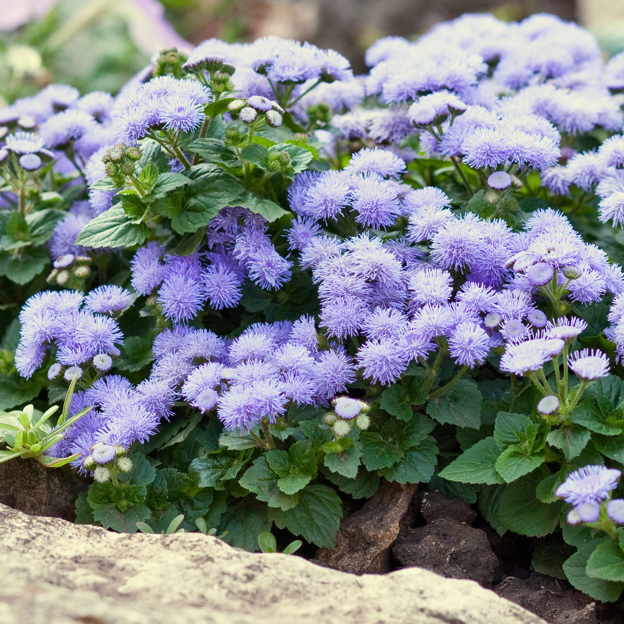 Ageratum bleu