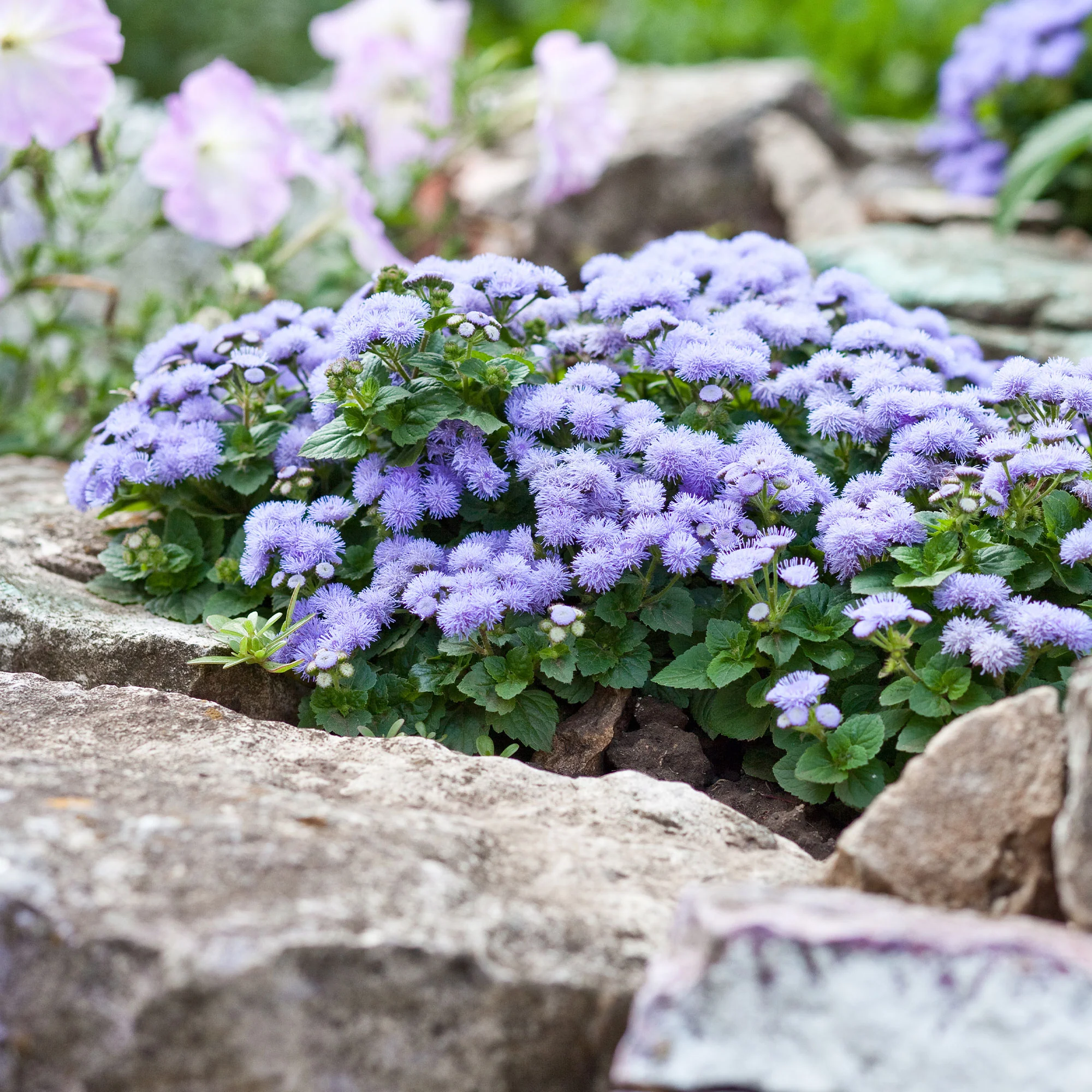 Ageratum bleu - Image 2