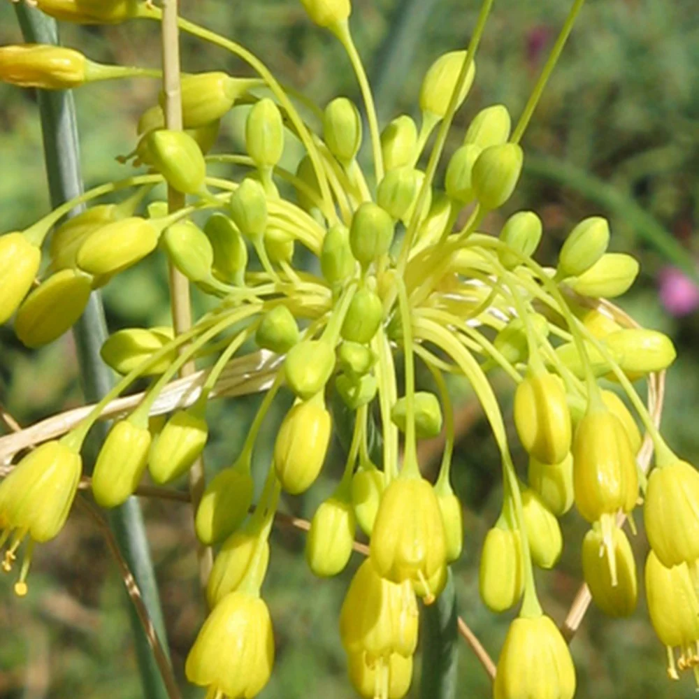 Ail jaune - Image 4