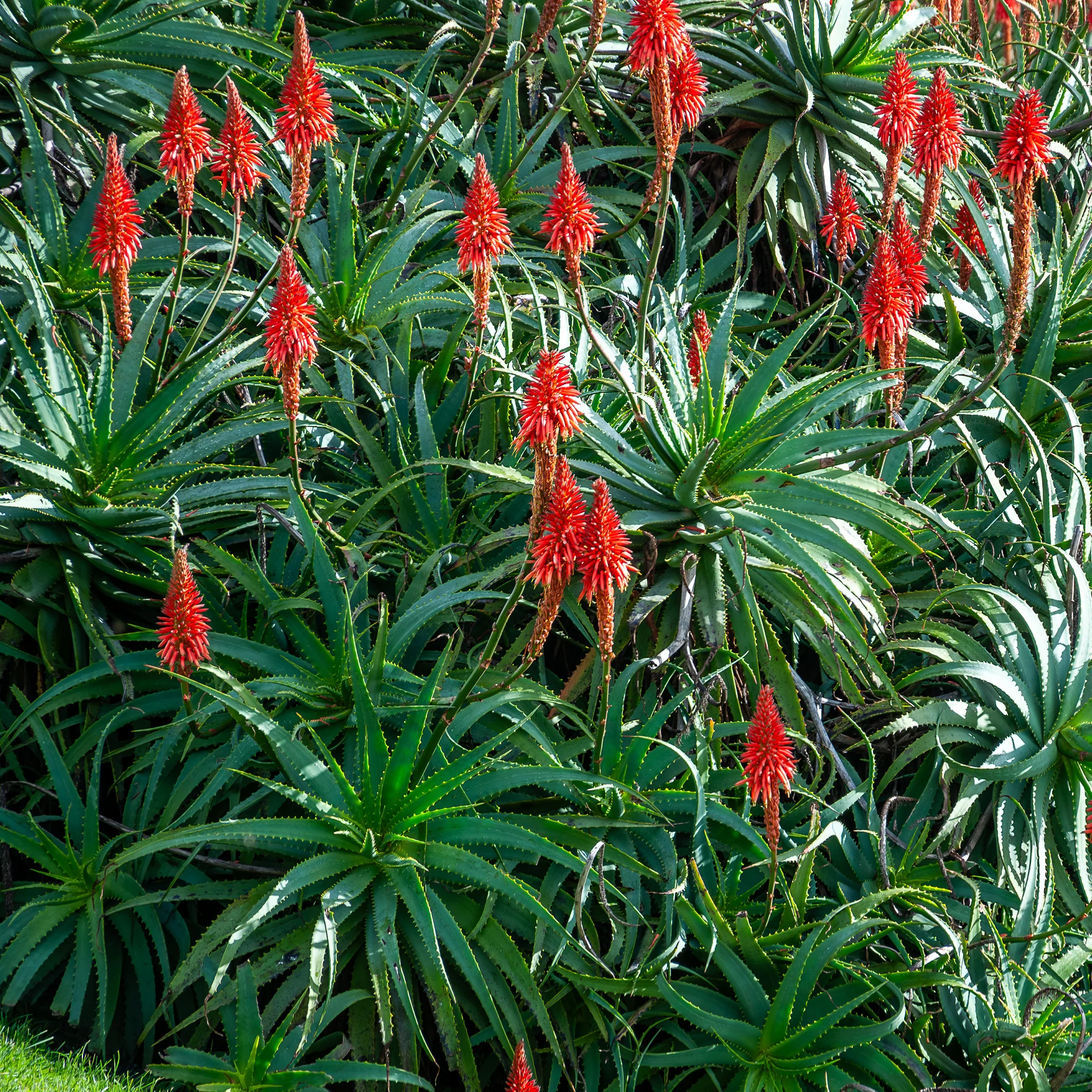 Aloès arborescent - Image 4