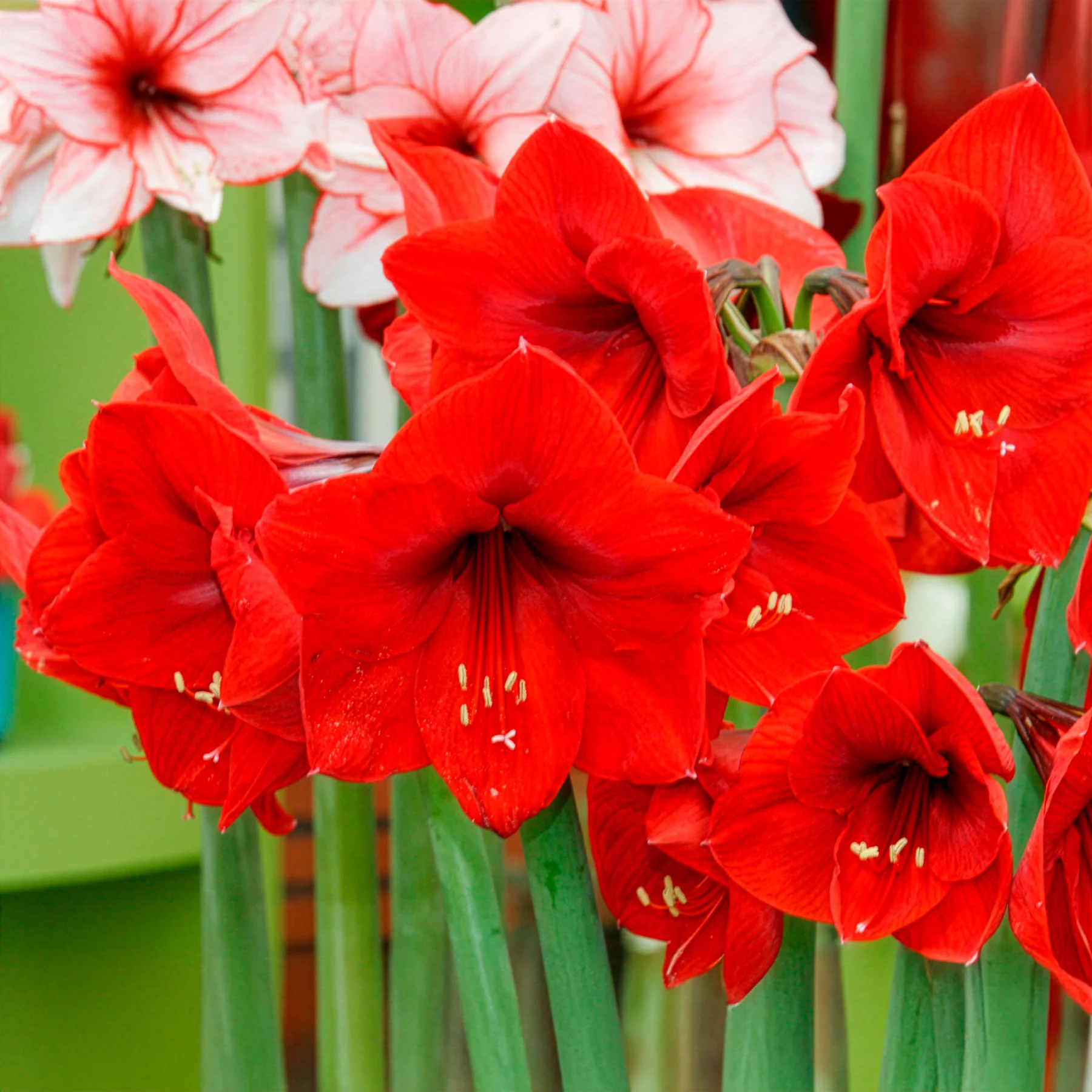 Amaryllis rouge - Image 4