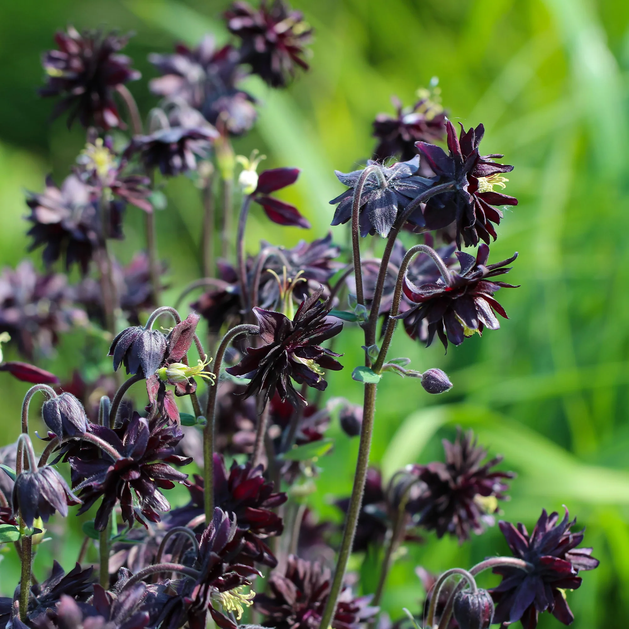 Ancolie des jardins Black Barlow - Image 3
