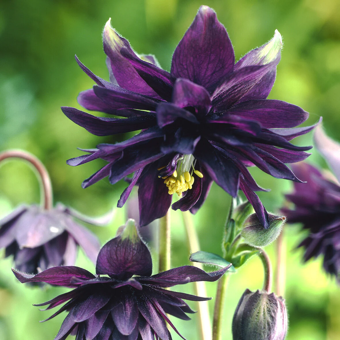 Ancolie des jardins Black Barlow - Image 6