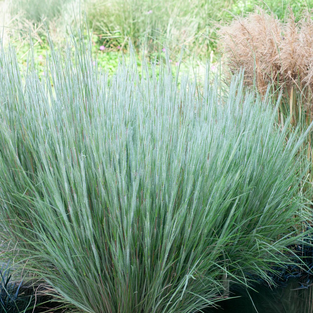 Andropogon Ha Ha Tonka - Image 2