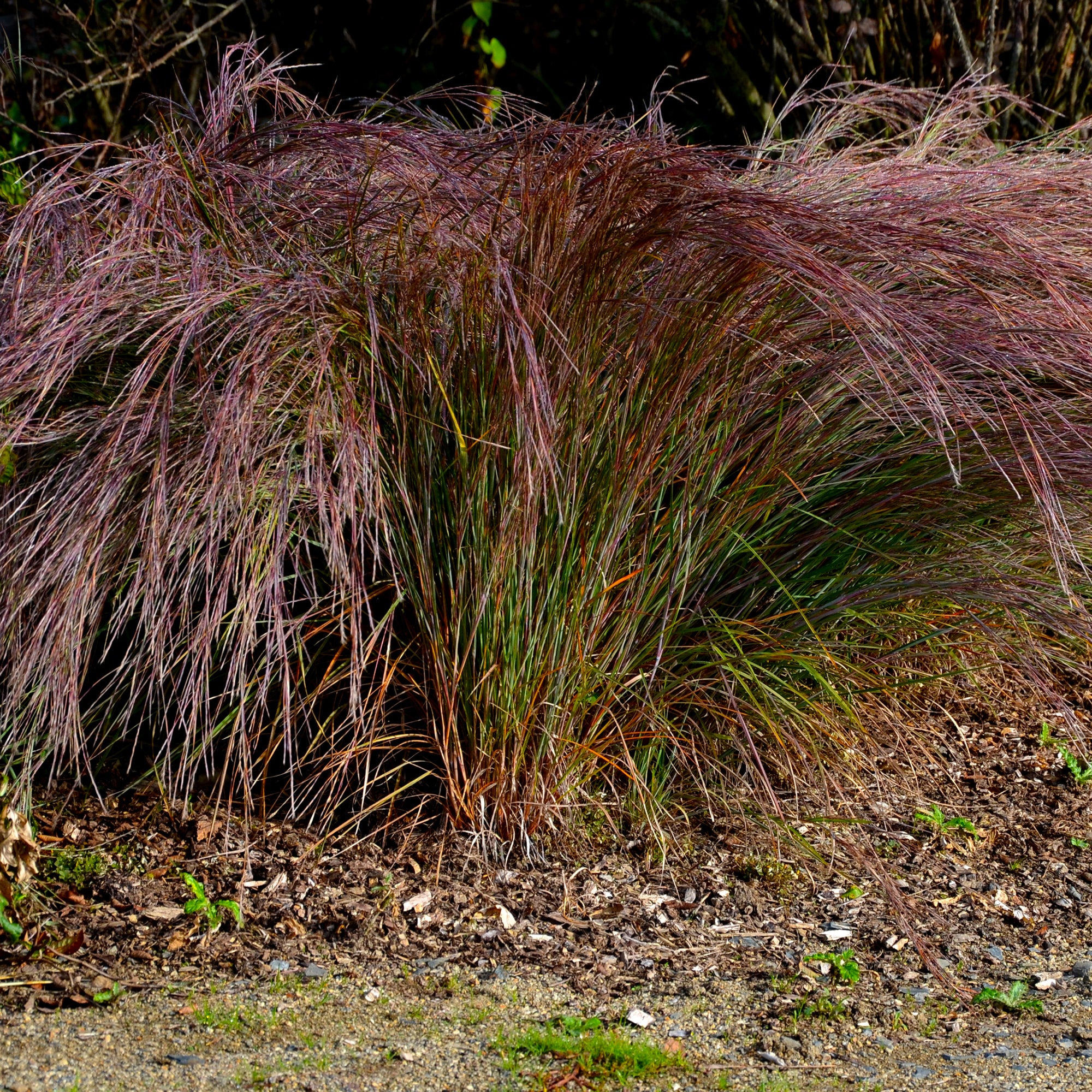 Andropogon Standing Ovation