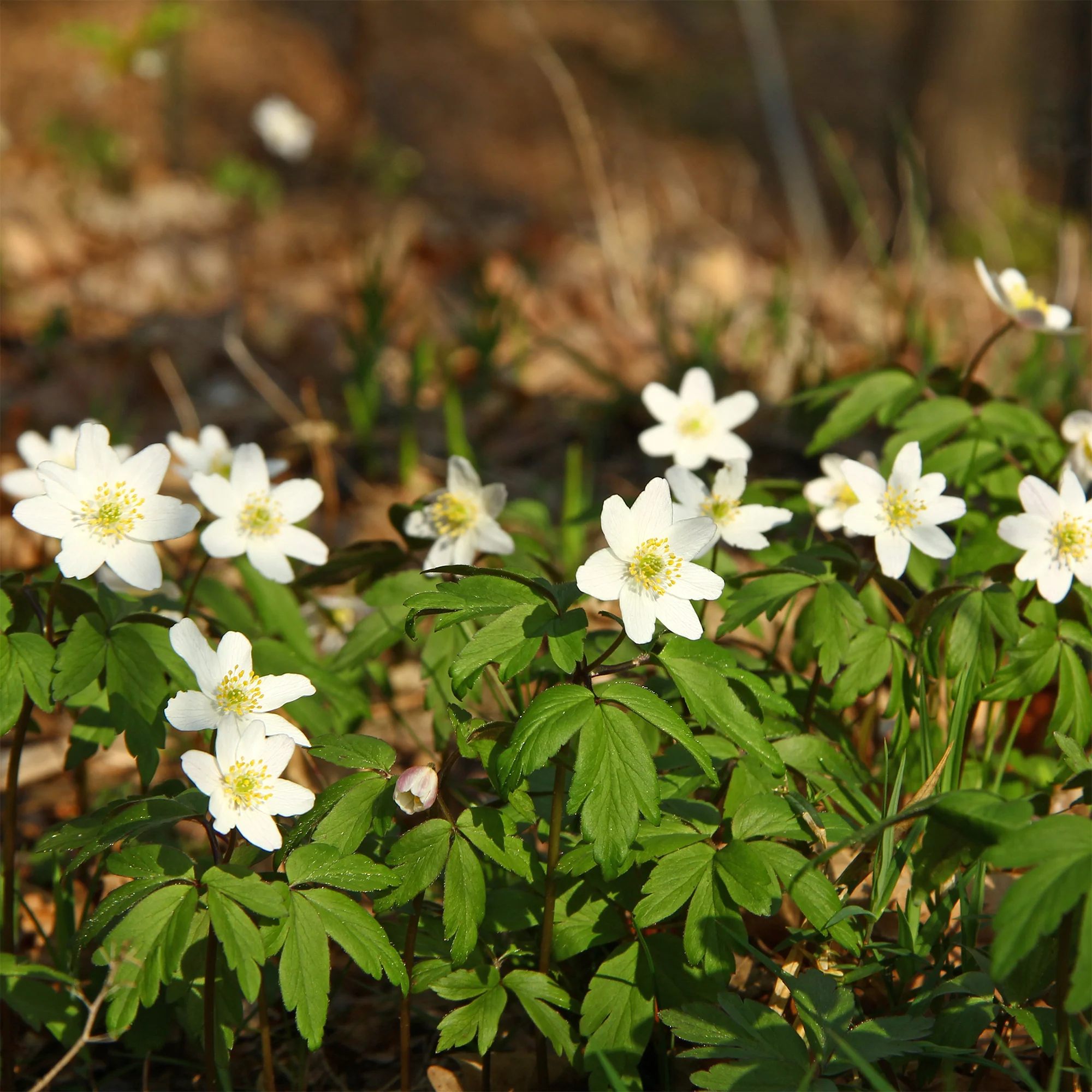 Anémone des bois - Image 3