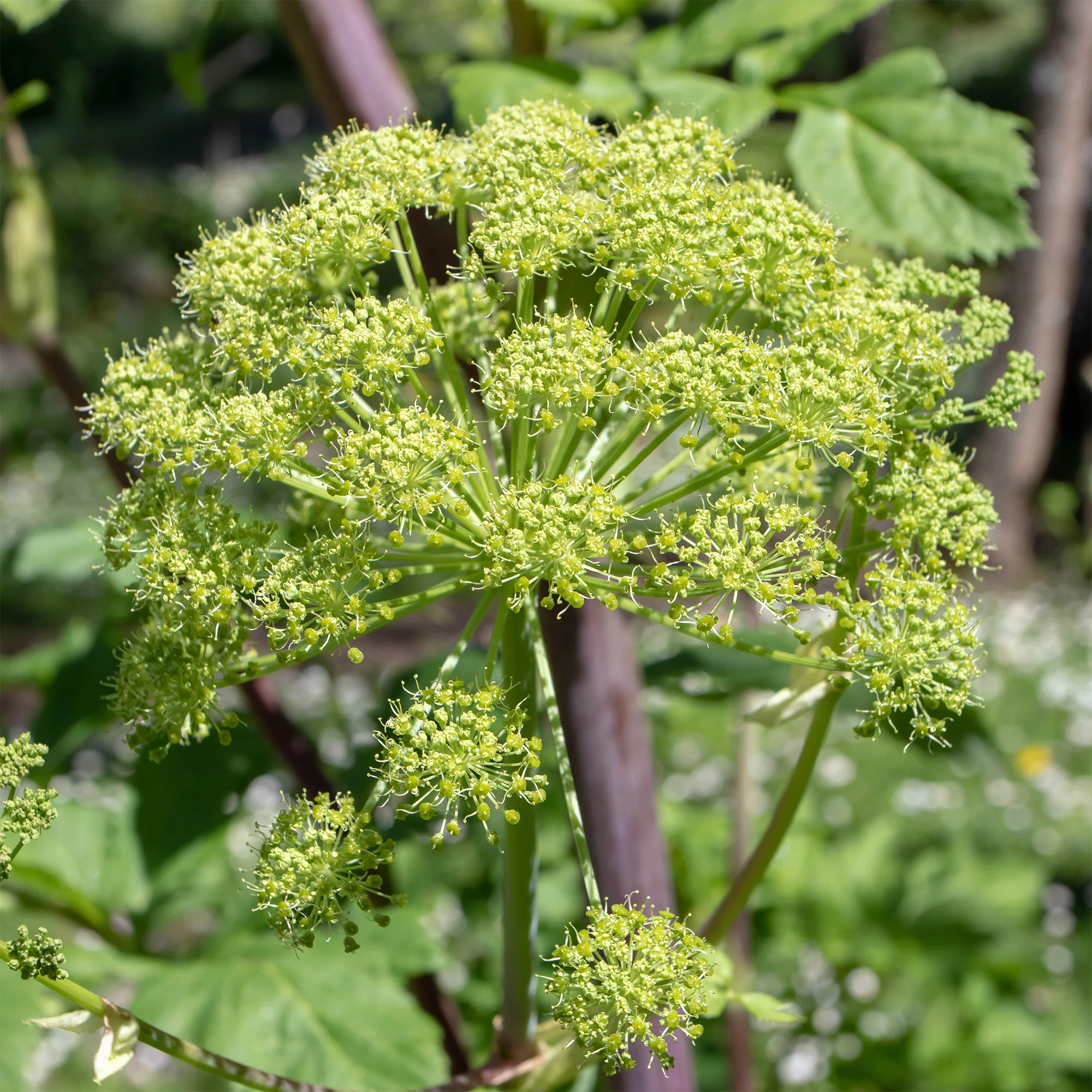 Angélique officinale - Image 2