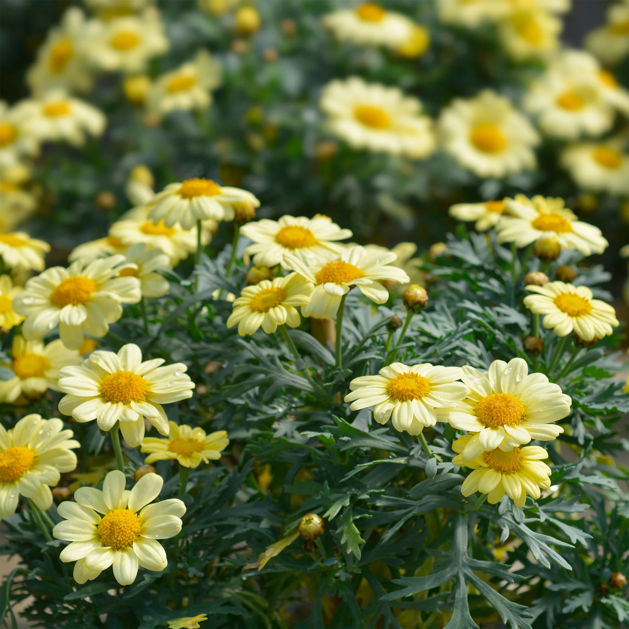 Argyranthemum Grandaisy ® Gold - Image 2