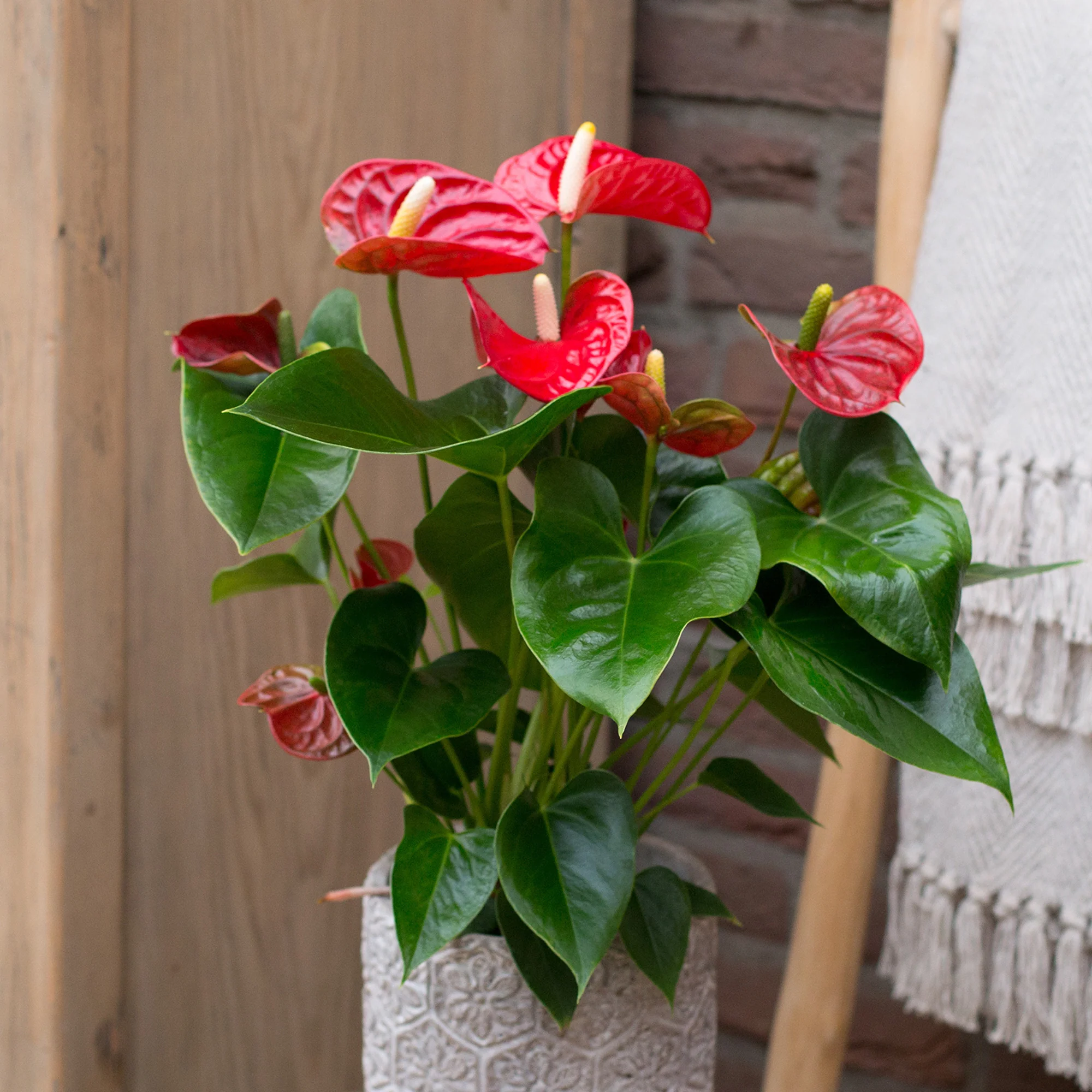 Anthurium rouge