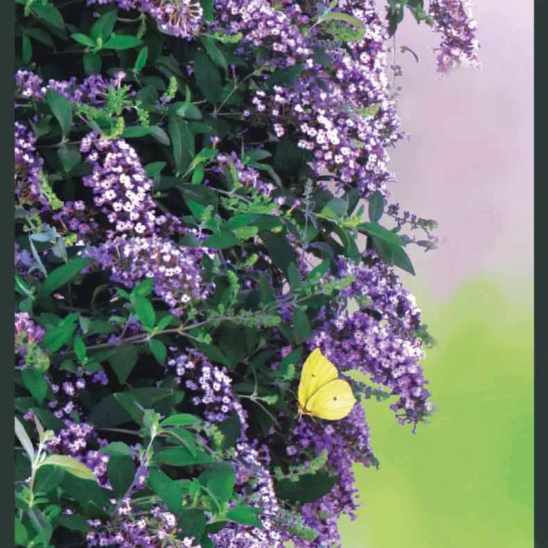 Arbre aux papillons Butterfly wall