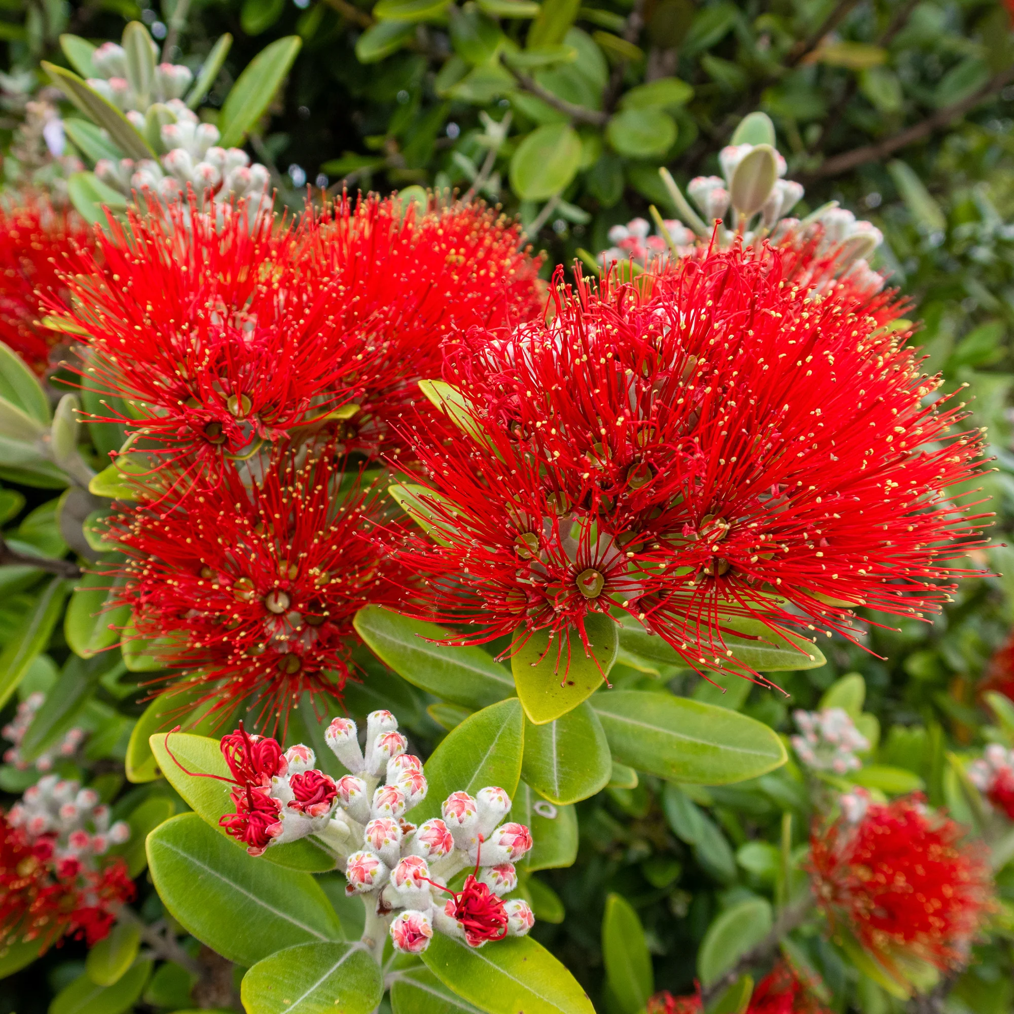 Pohutukawa - Metrosideros excelsa - Image 2