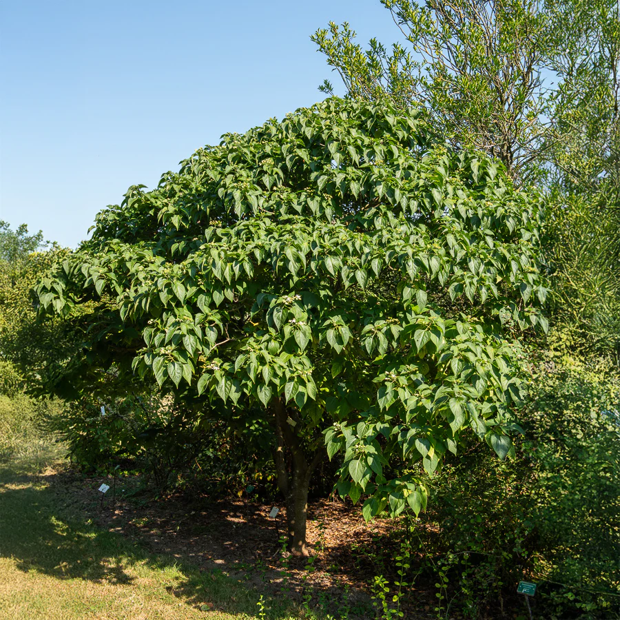 Arbre du clergé - Image 4