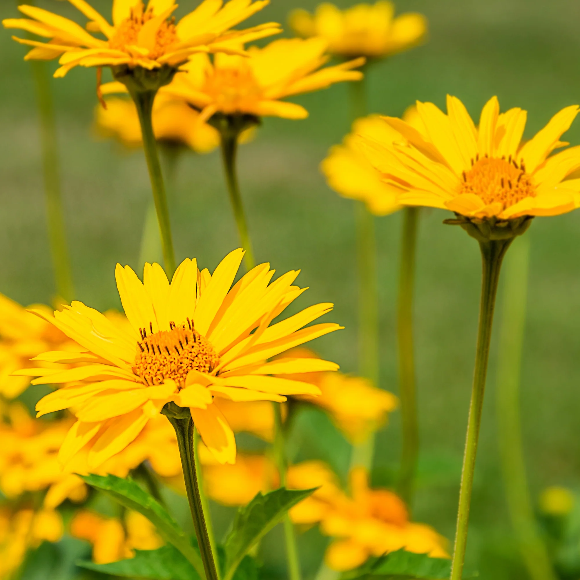 Arnica des montagnes - Image 3