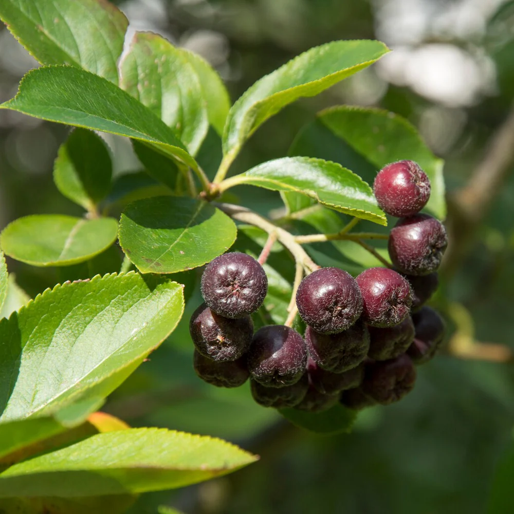 Aronia à fruits noirs - Image 2