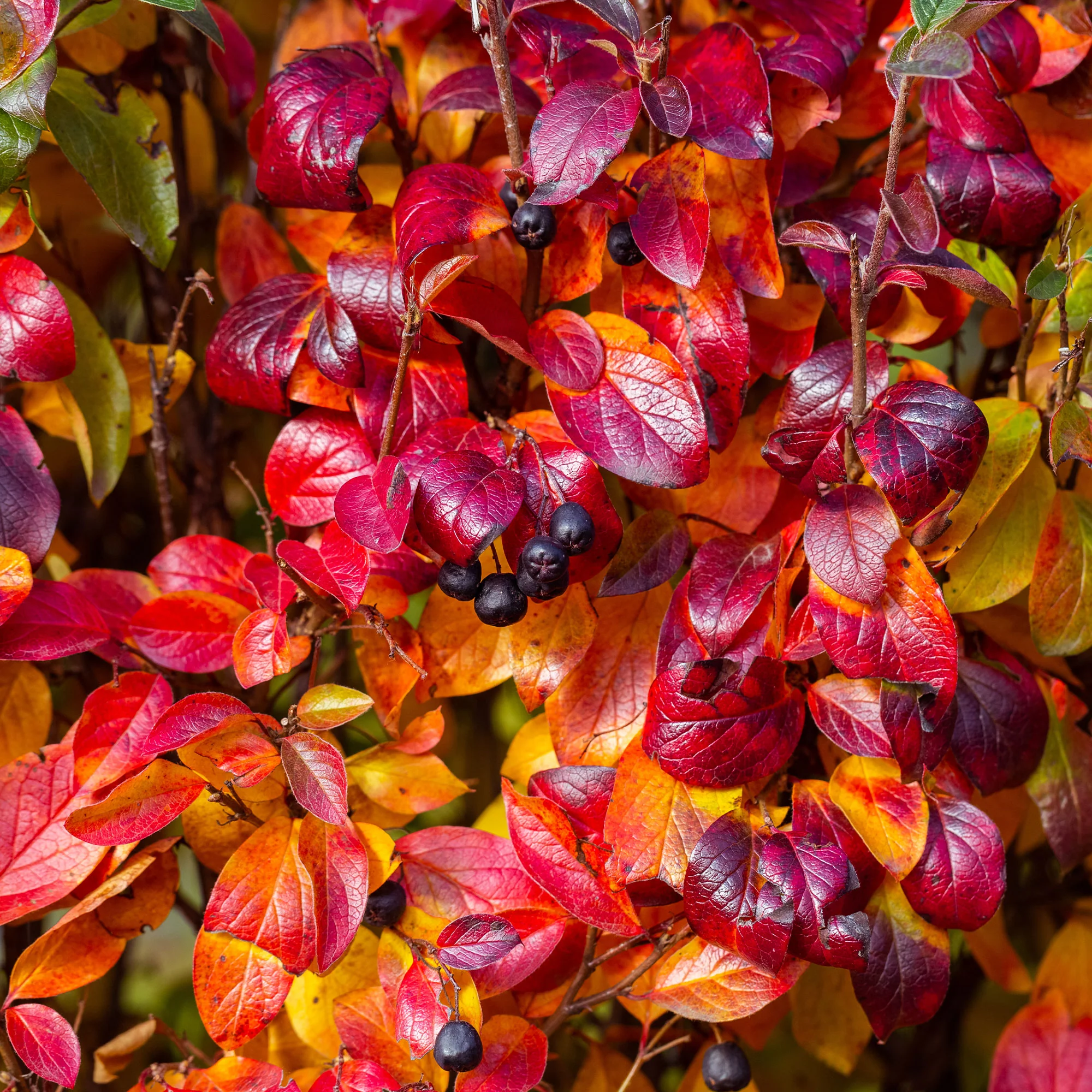 Aronia à fruits noirs - Image 3