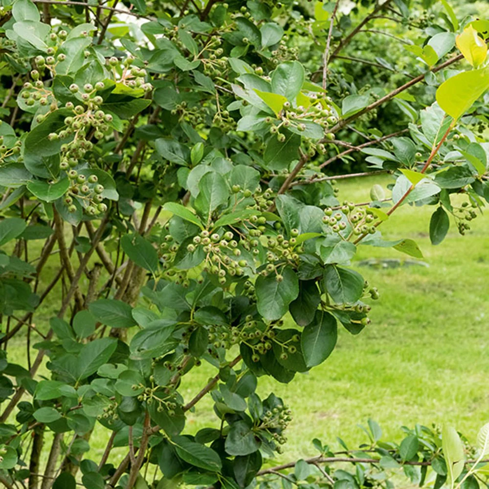 Aronia à fruits noirs - Image 5