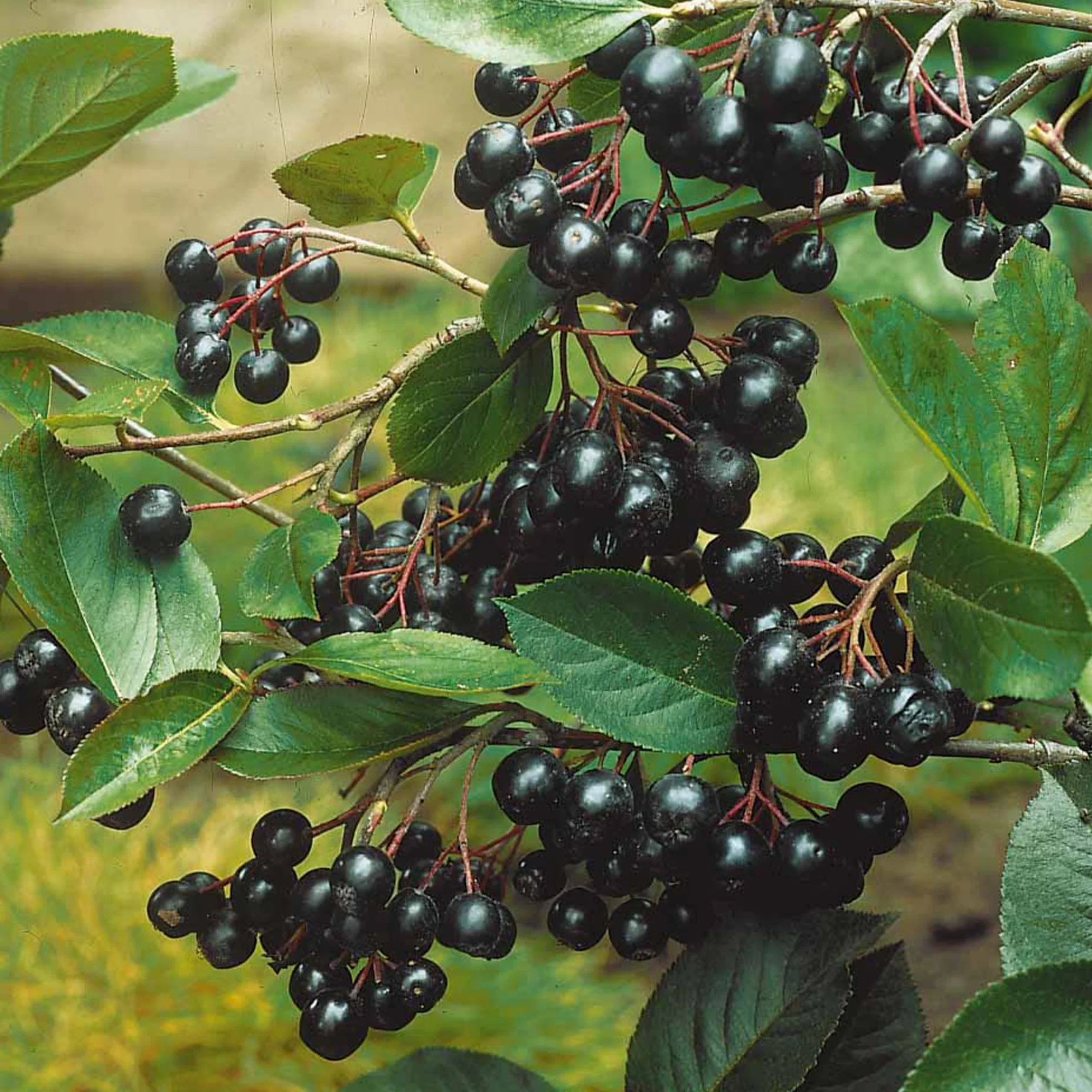 Aronia viking - Image 5