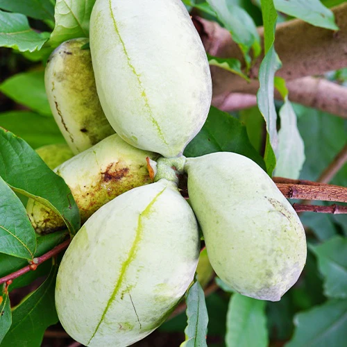 Asiminier Triloba EXTRA - Image 3