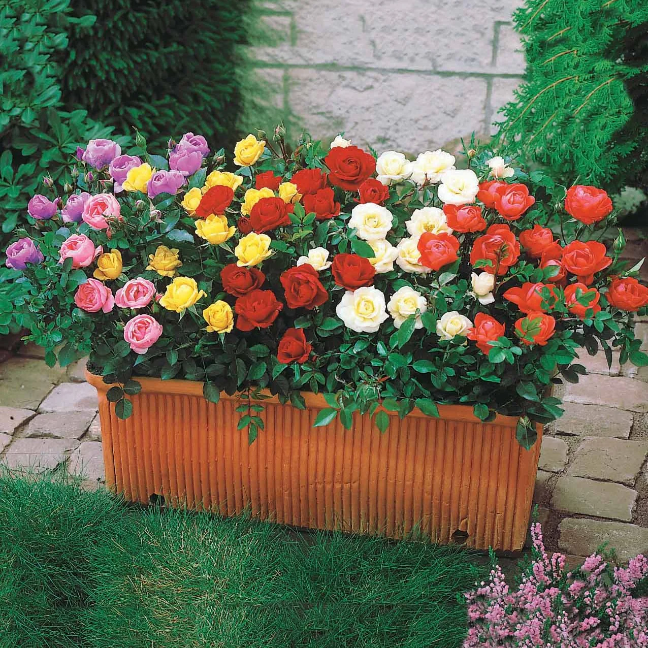 6 Assortiments de 6 mini-Rosiers