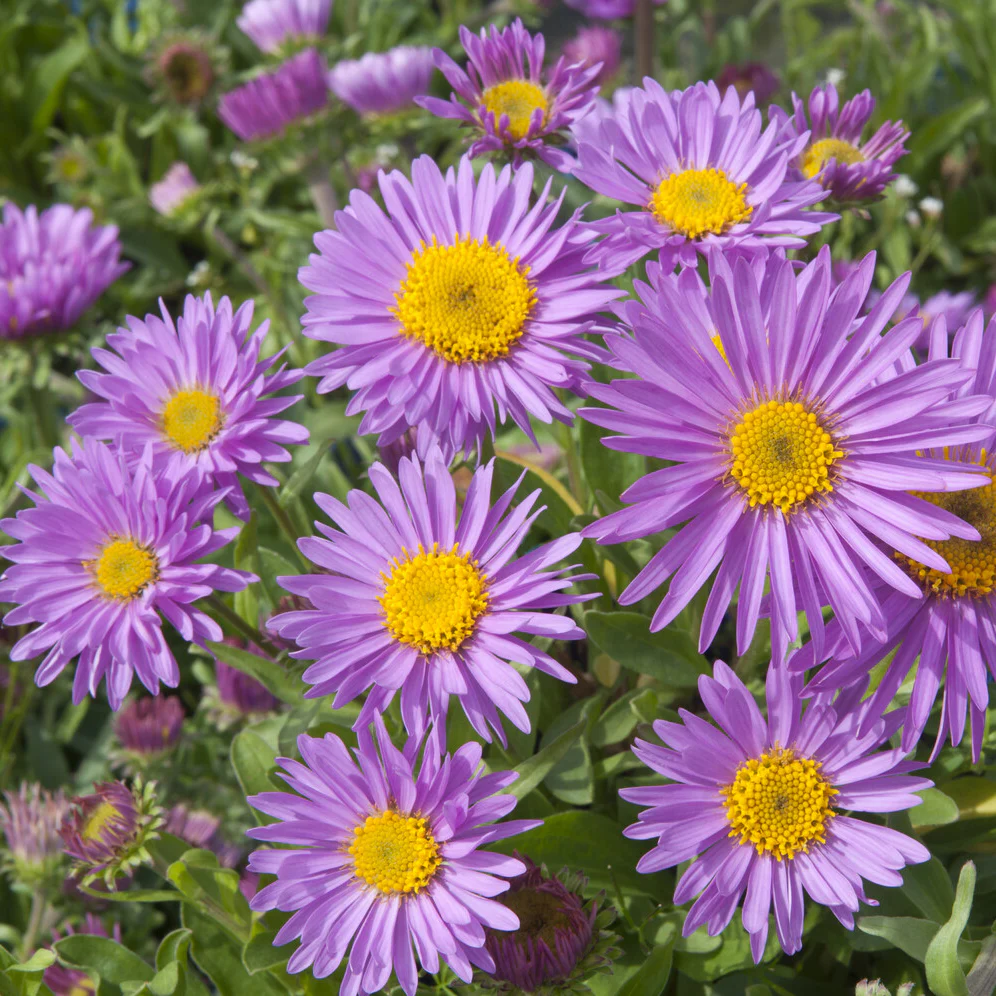 Aster des Alpes Happy End