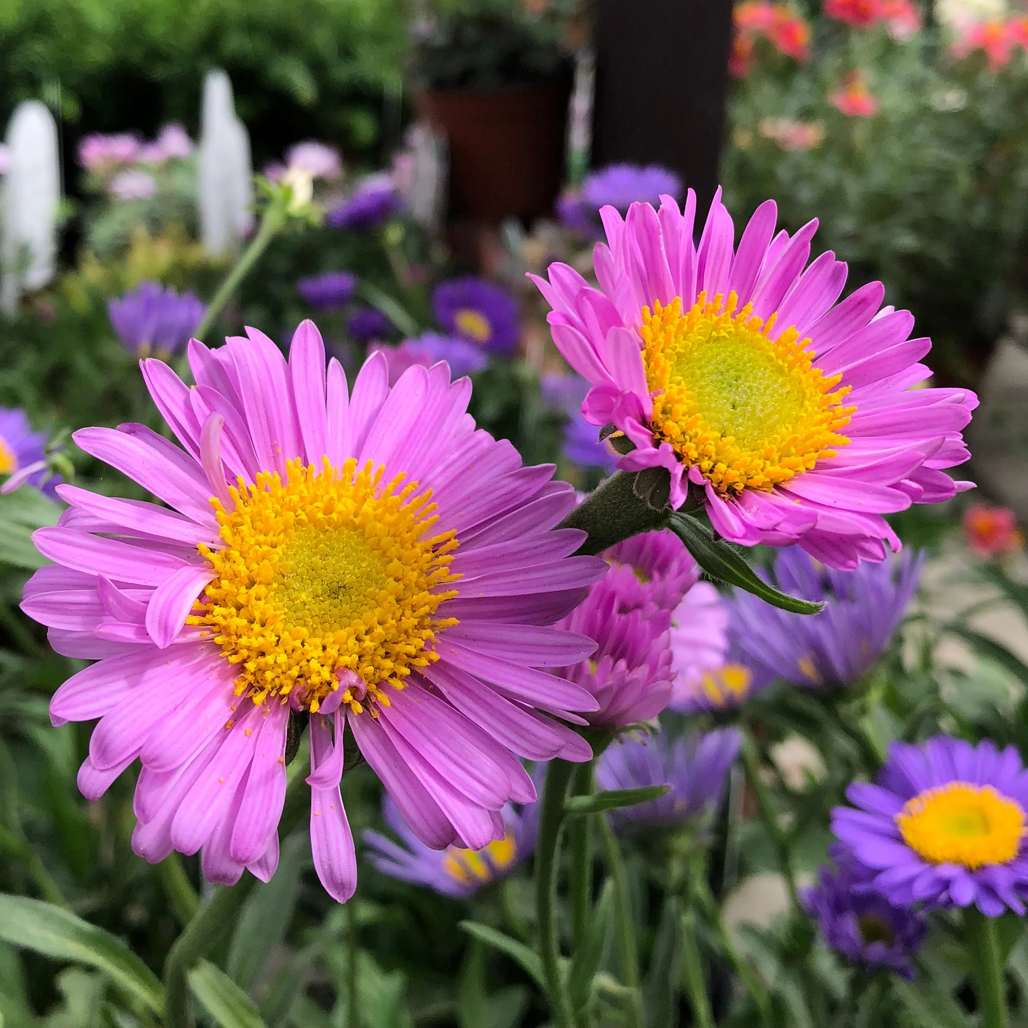 Aster des Alpes Happy End - Image 2