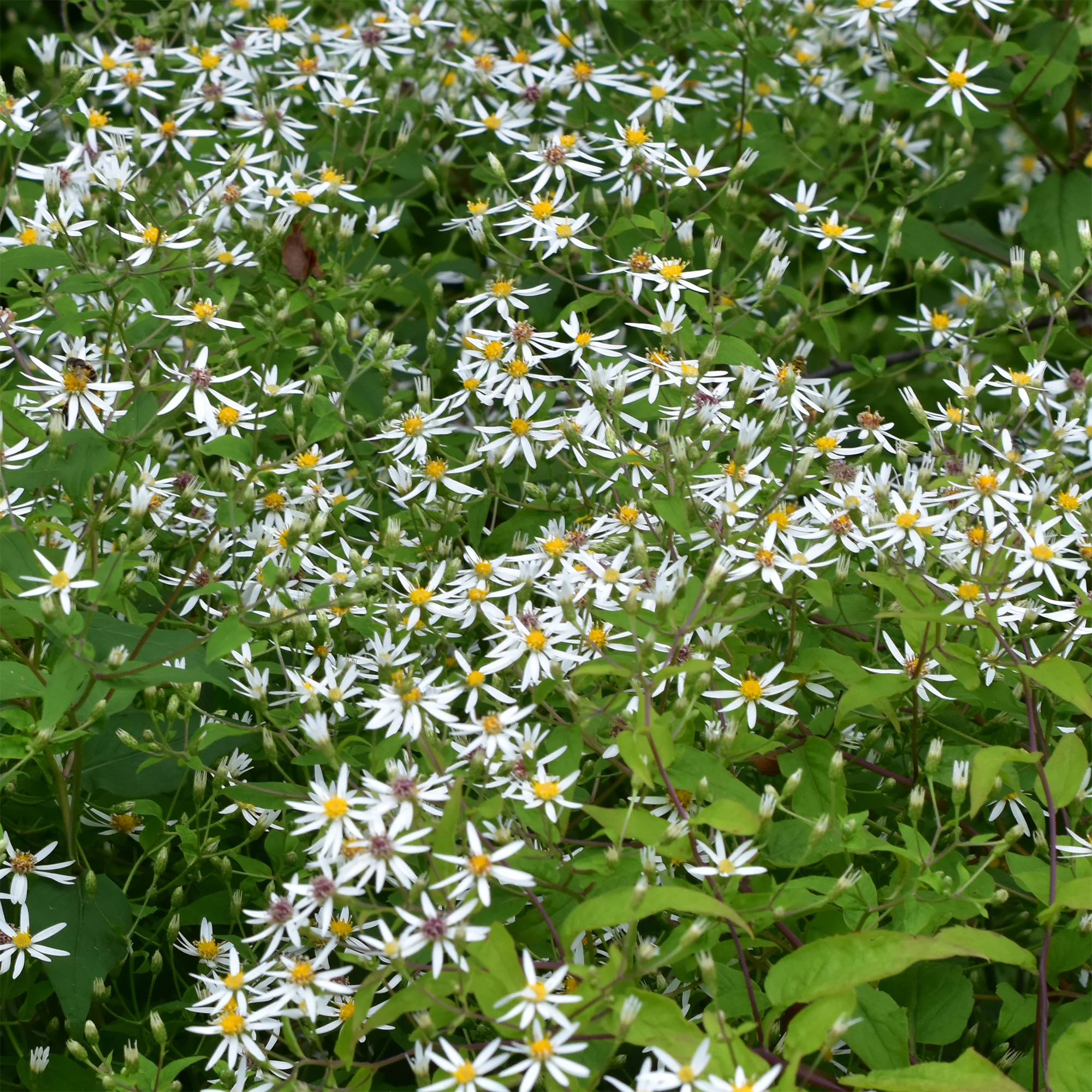Aster divariqué - Image 3