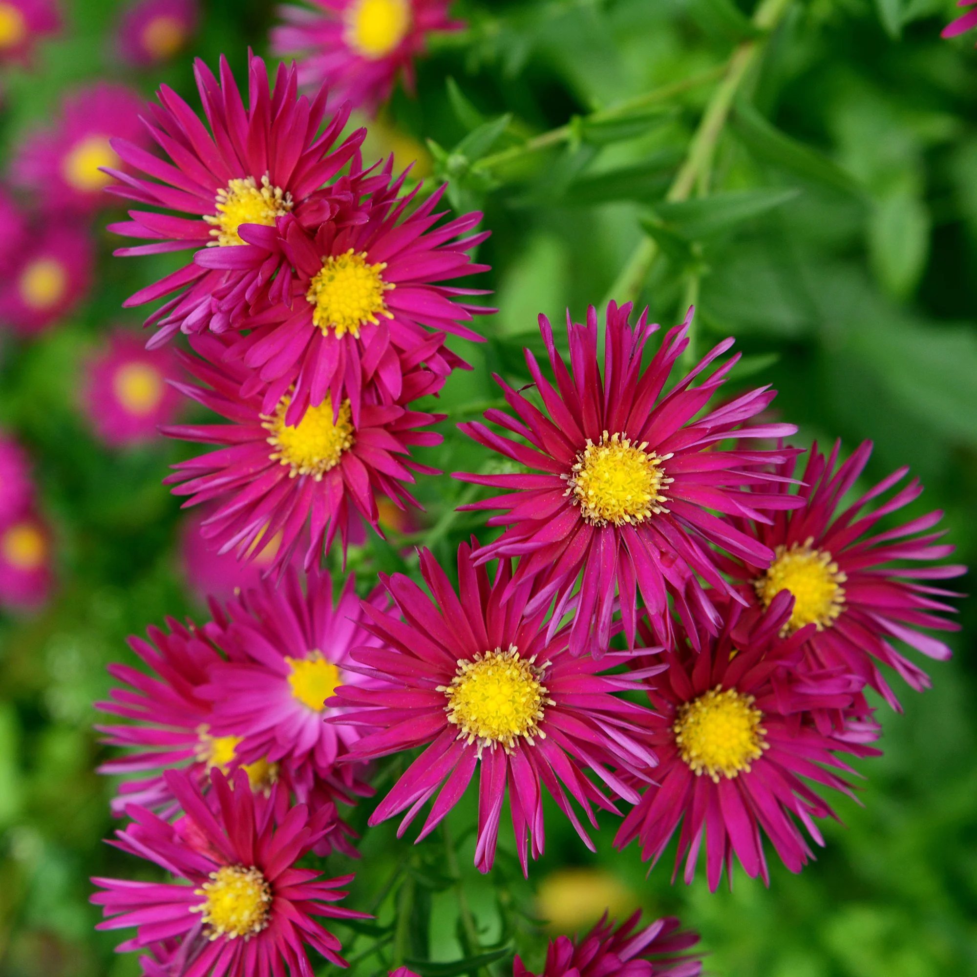 Aster grands d'automne Crimson Brocade