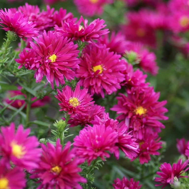 3 Asters grand d'automne Royal Ruby