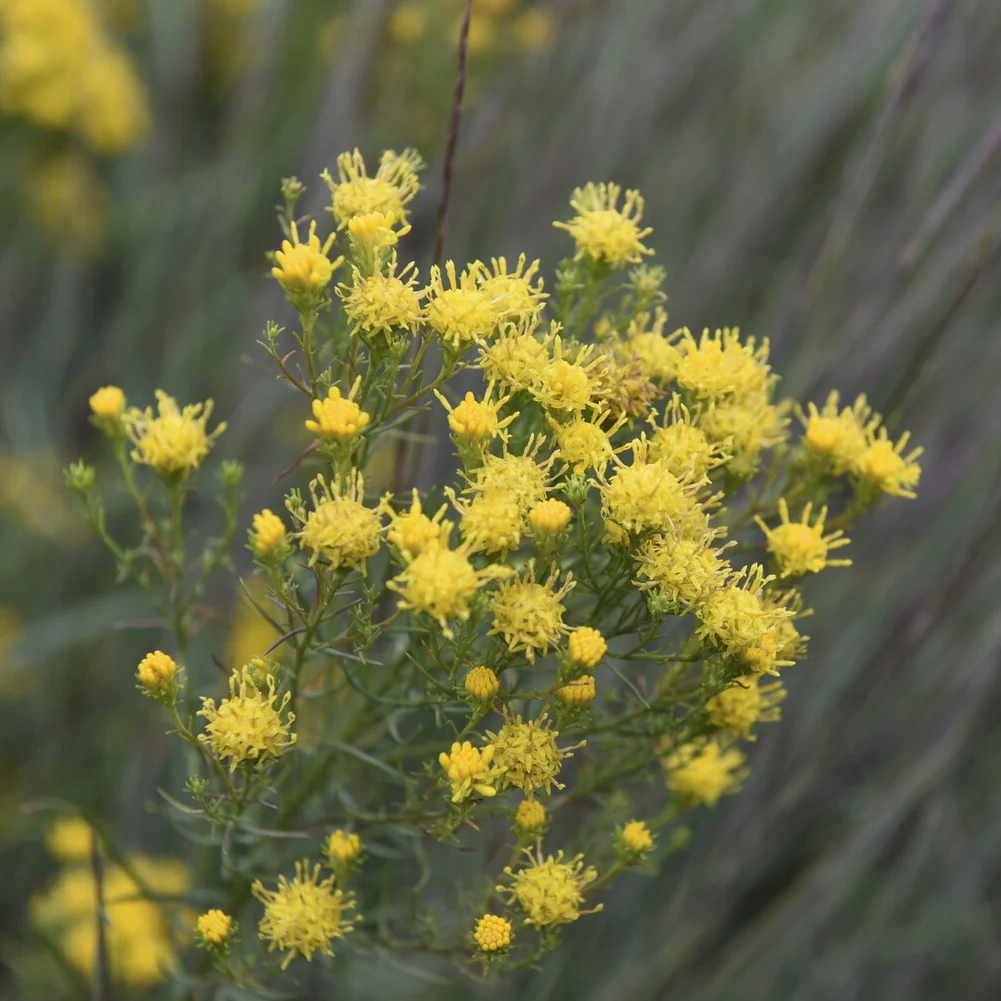 Aster linosyris - Image 3