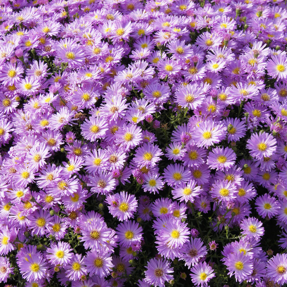 Aster nain Herbstgruss vom Bresrhof