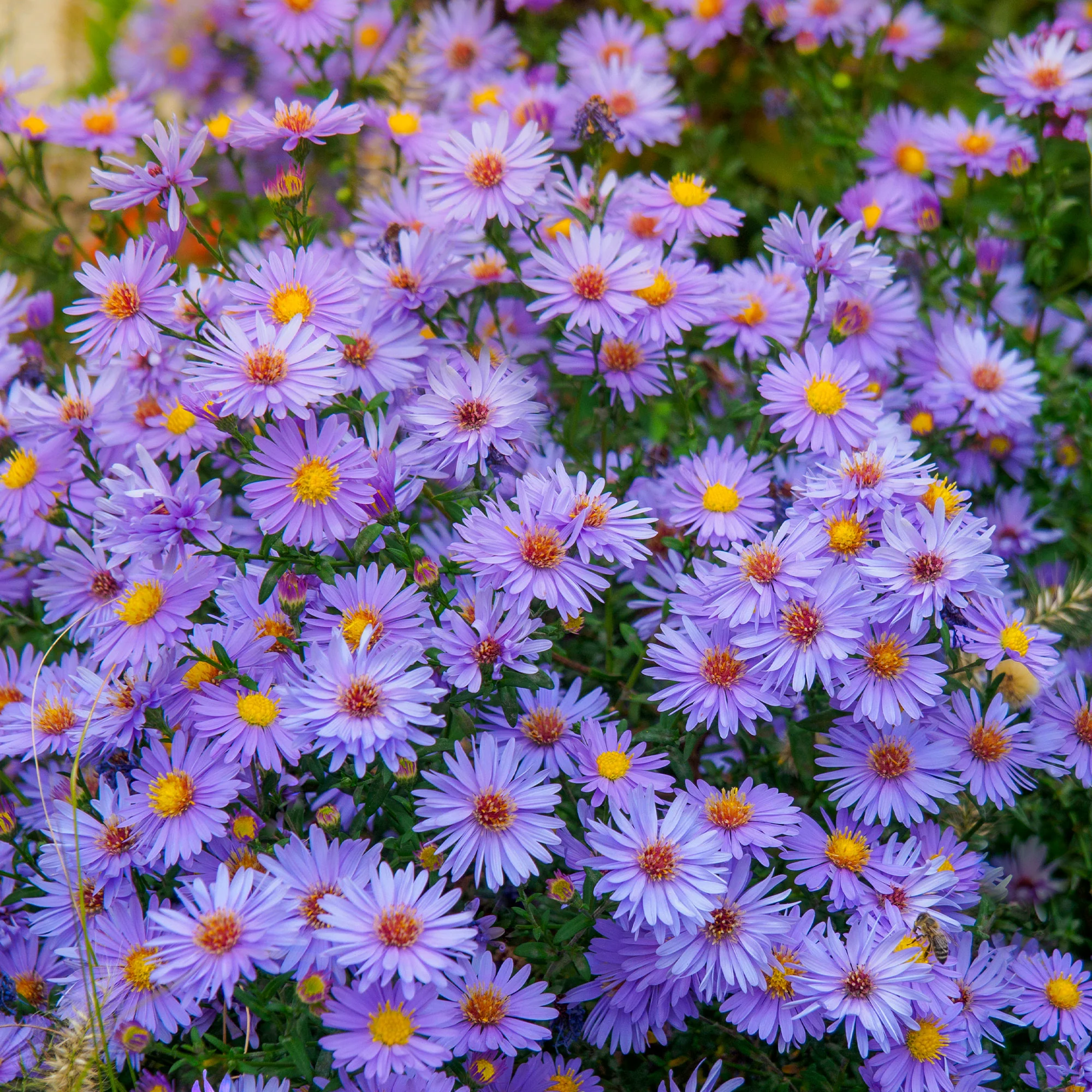3 Asters Wood's light blue - Image 3