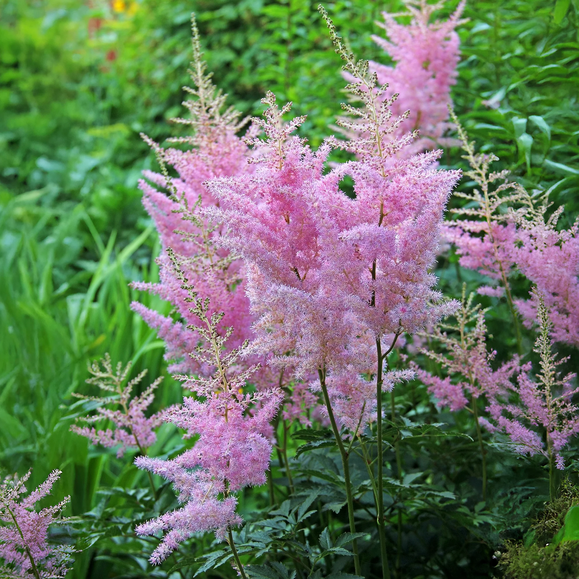 Astilbe d'Arends Anita Pfeifer