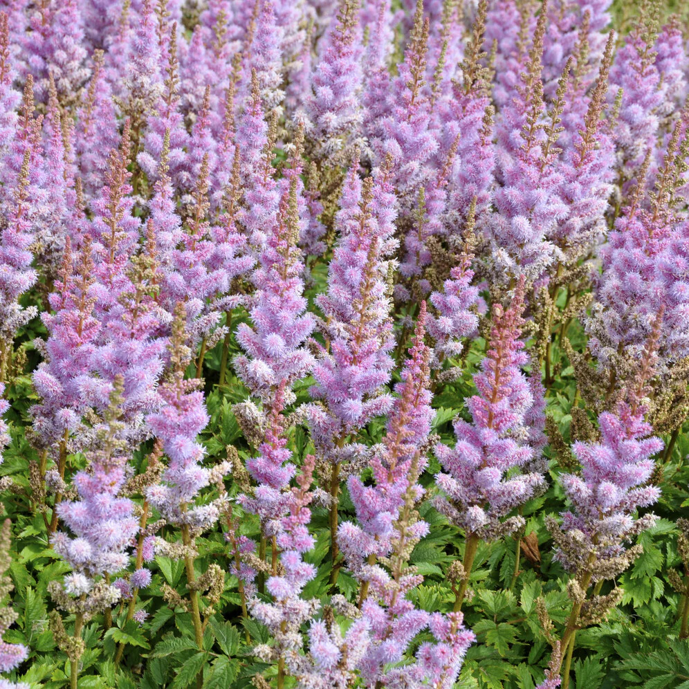 Astilbe de Chine Pumila - Image 3