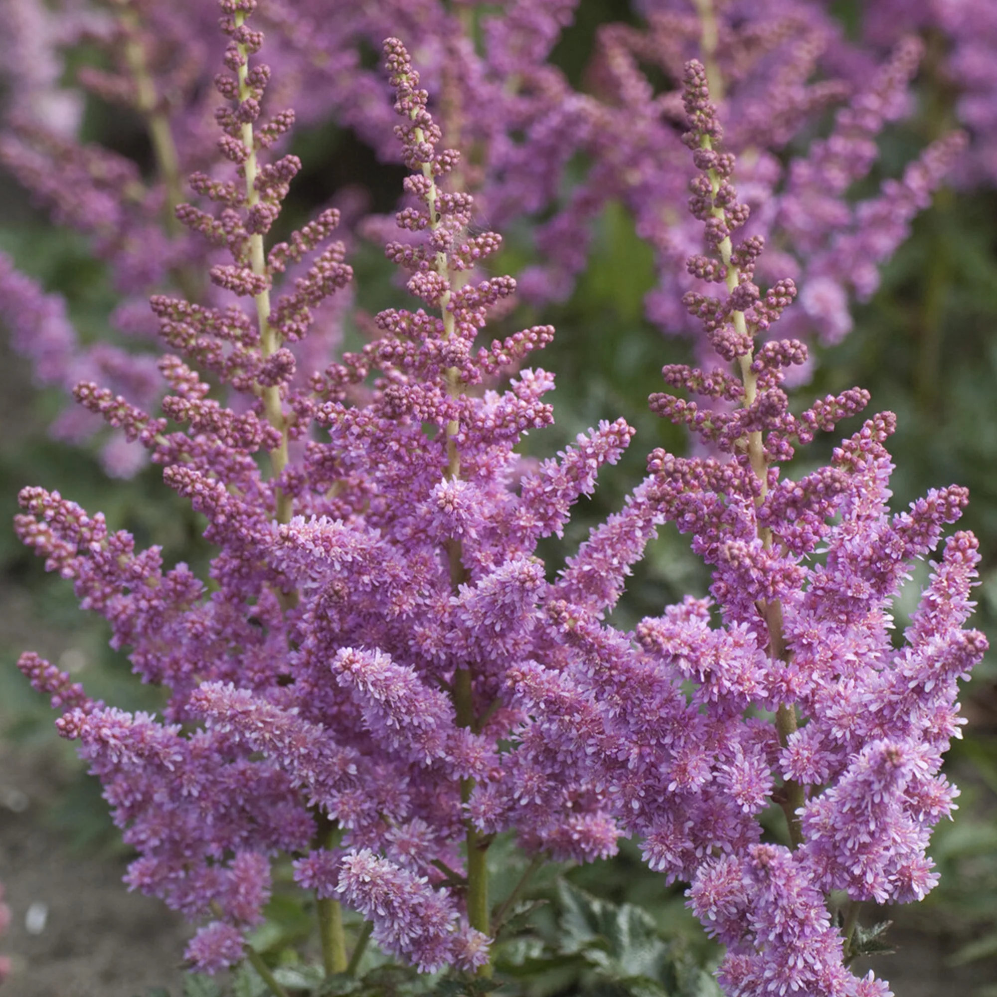 Astilbe Little Visions in Purple® - Image 3