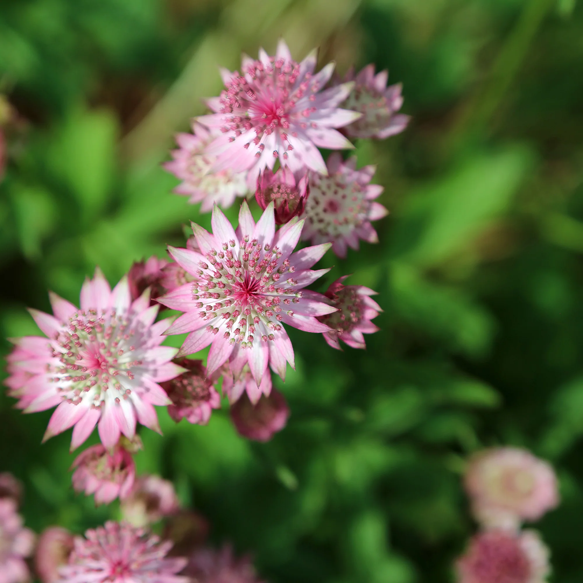 3 Astrances Major rosea - Image 3