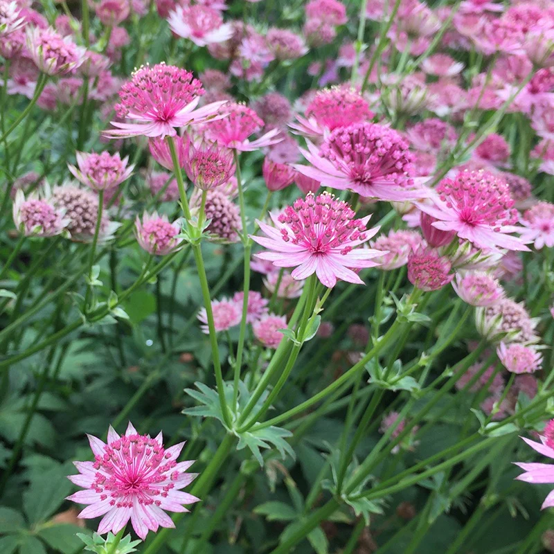 6 Astrances Rosea et Purple Joyce en mélange