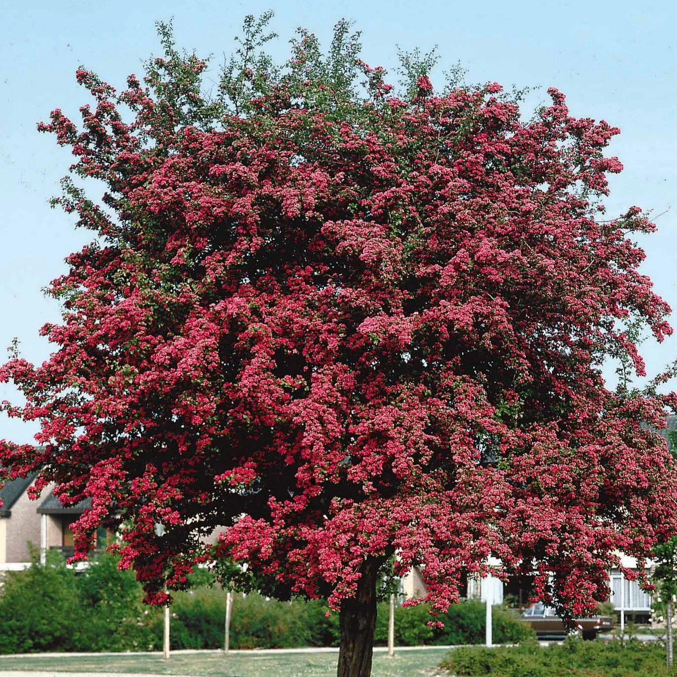 Aubépine rouge