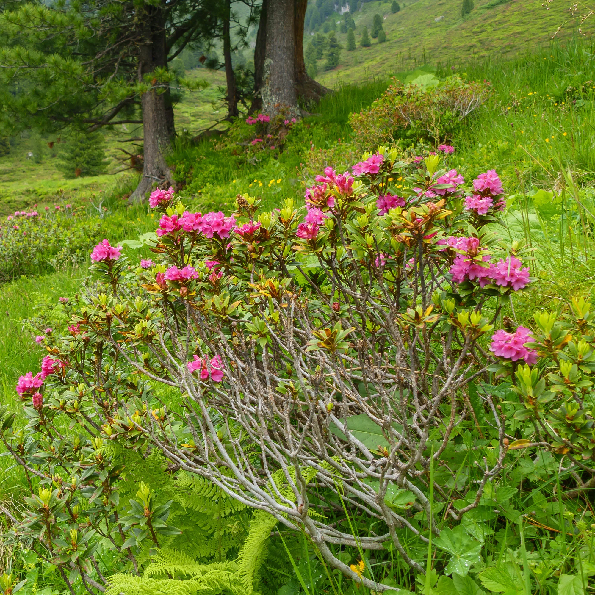 Azalée du Japon Lilac Surprise - Image 2
