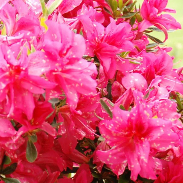 Azalée du Japon Rosa King