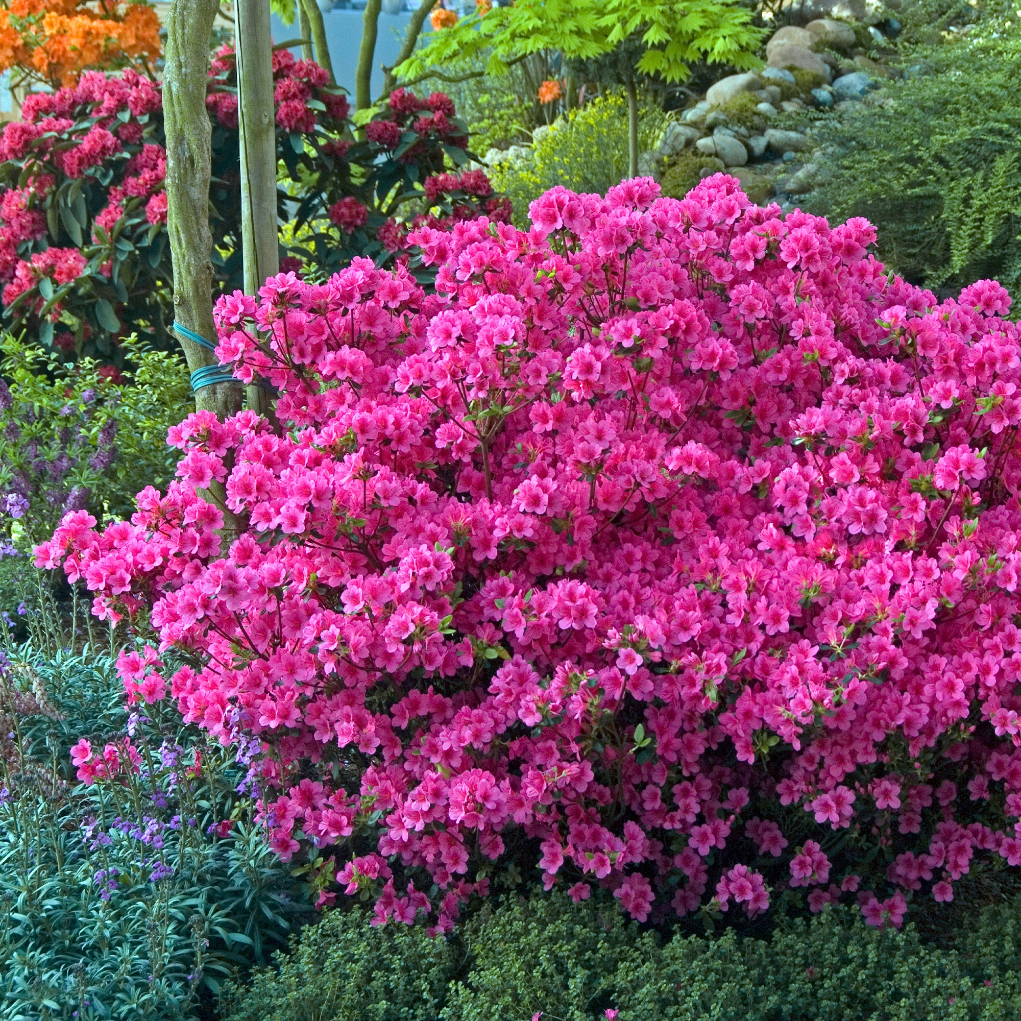 Azalée du Japon rose