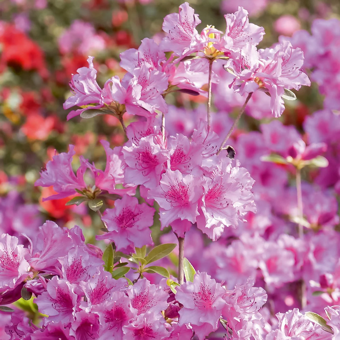 Azalée du Japon rose - Image 2
