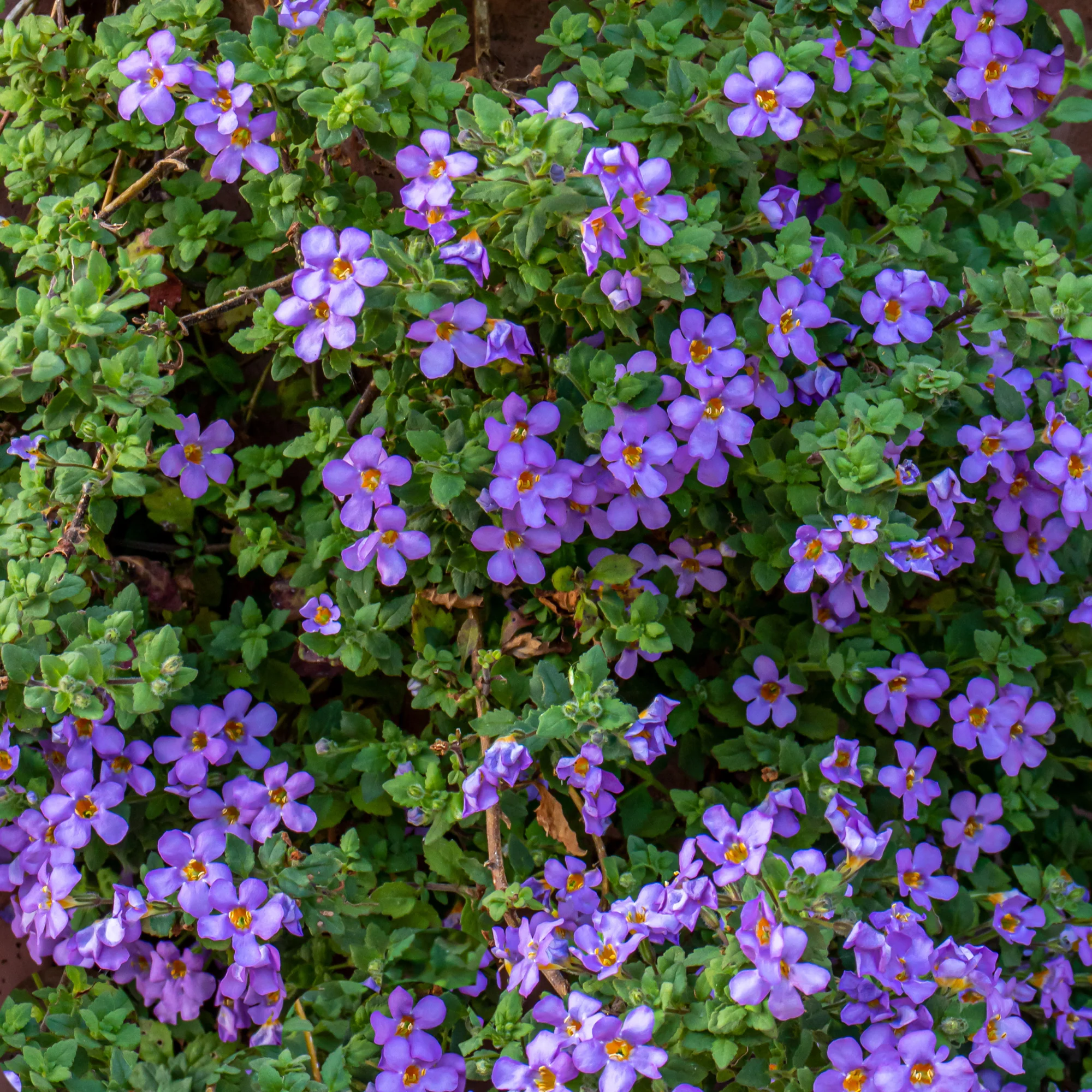 Bacopa bleu