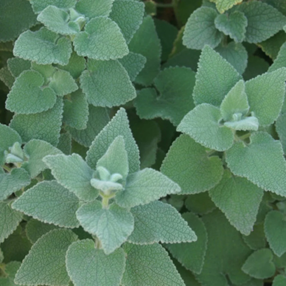Ballota hirsuta